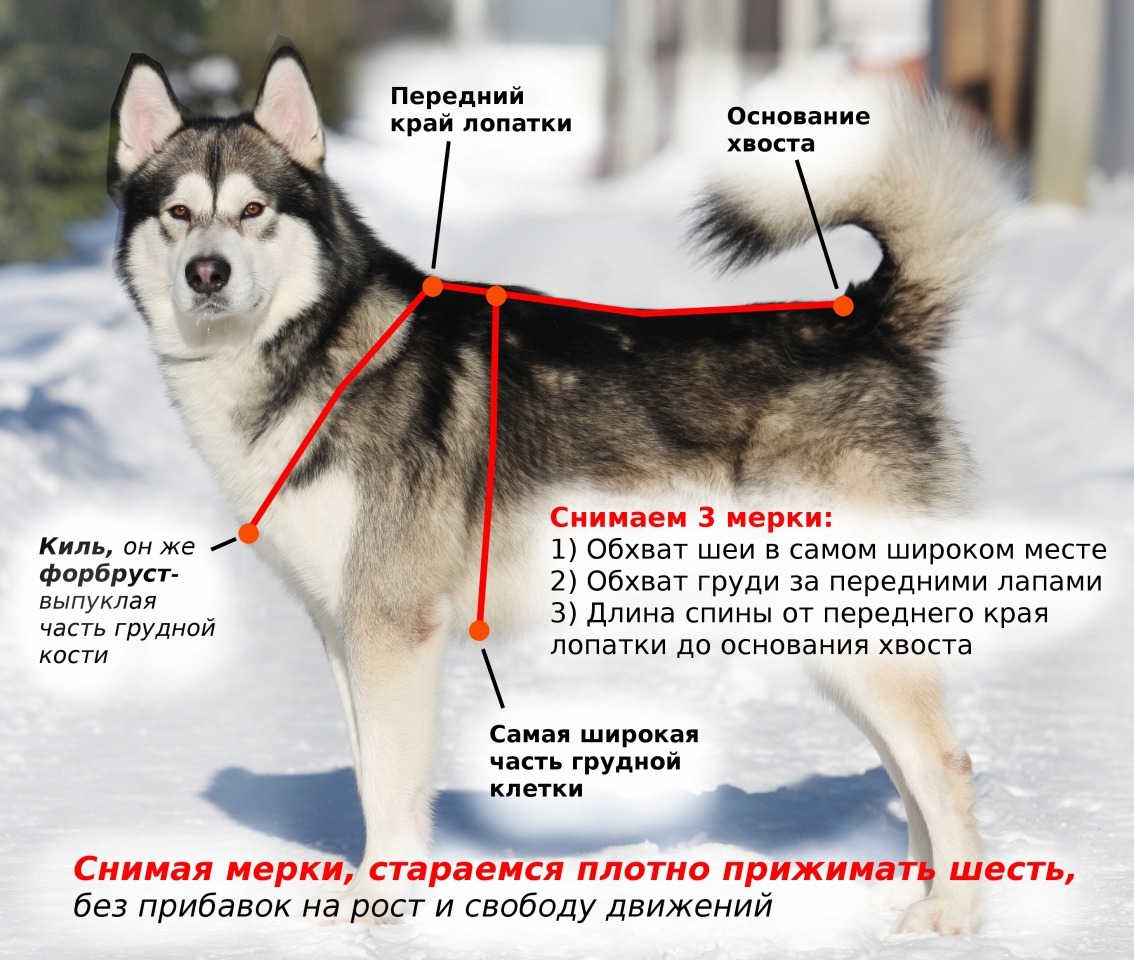 Инструкция по одеванию шлейки на собаку