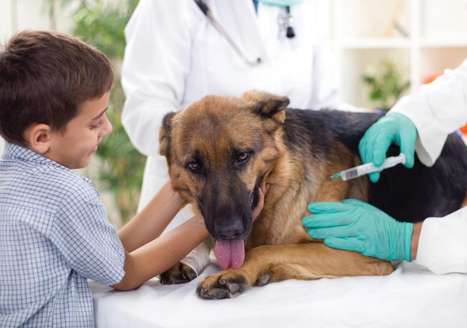 Лечение дерматита у собак