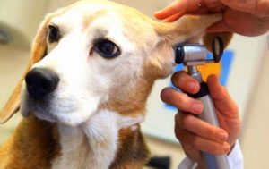 Диагностика ушного клеща у собаки