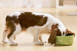 Кормление собаки при пироплазмозе