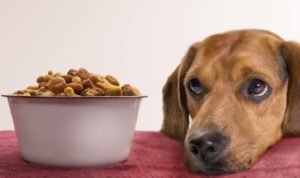 Потеря аппетита у собаки