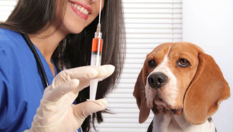 Прививка для собаки