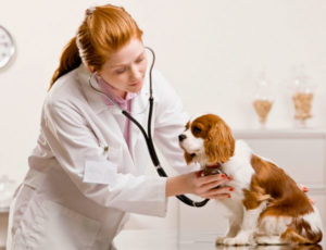 Собака на осмотре у ветеринара