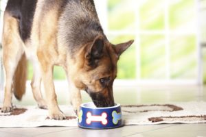 Полноценное питание собаки