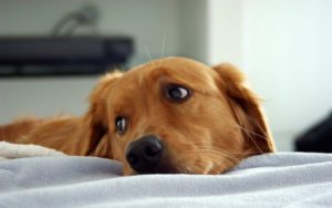 Приступ эпилепсии у собак
