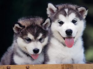 Два щенка породы Сибирский хаски