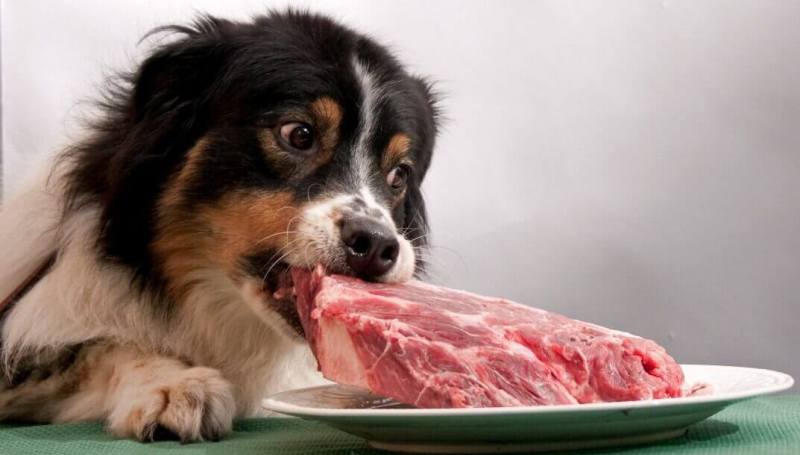 Кормление собаки натуральной пищей