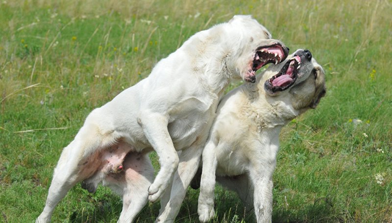Агрессия у собак – виды и что делать