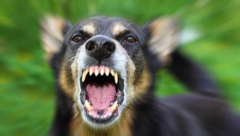 Как собака может заразиться бешенством