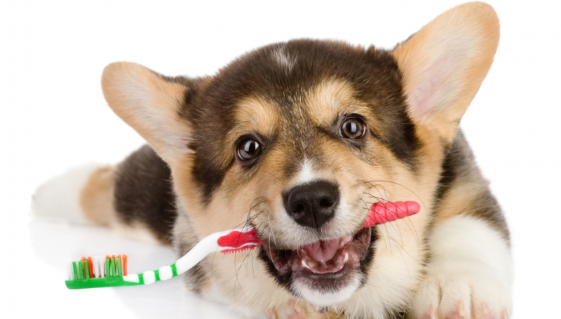 Процесс ультразвуковой чистки зубов собаке