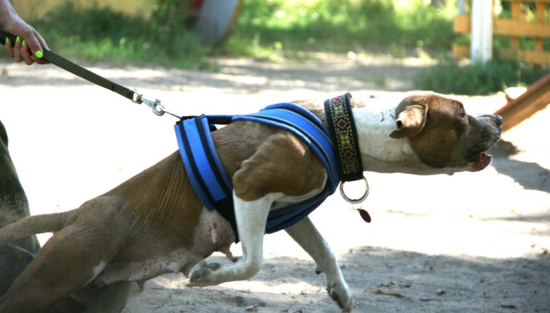 Как правильно одеть шлейку для вейтпуллинга на собаку