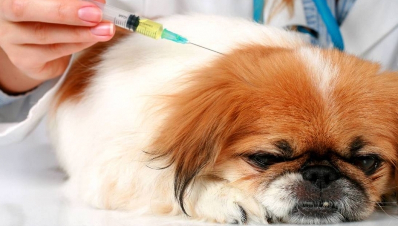 Виды препаратов для вакцинации собак