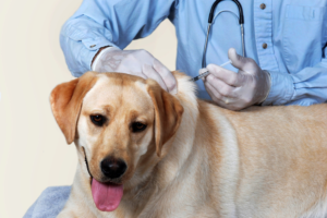 Вакцинация собак от вируса бешенства