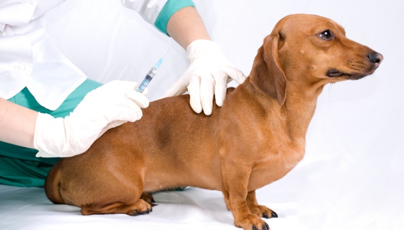 Какие прививки обязательно делают собакам