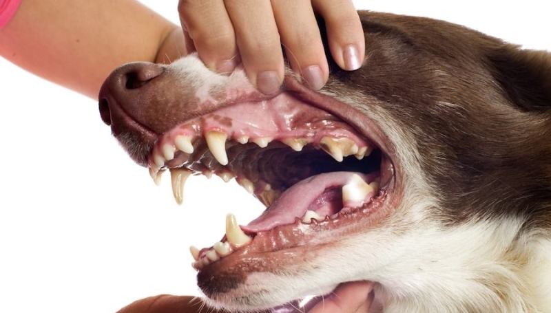 Болезни зубов у собак – основные заболевания