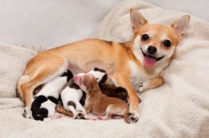 Кормление собаки после родов