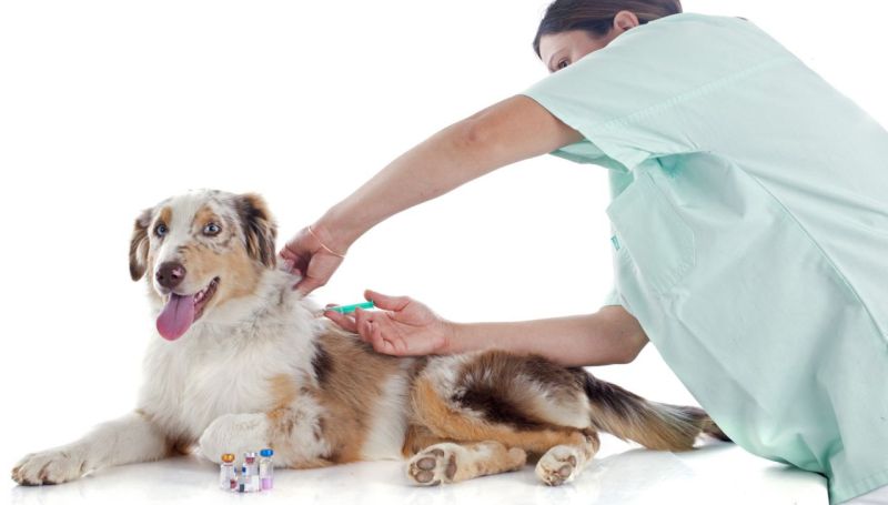 Календарь профилактических прививок для собак