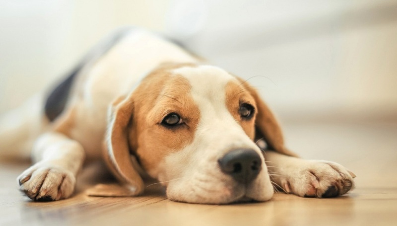 Причины появления и способы лечения рвоты у собак