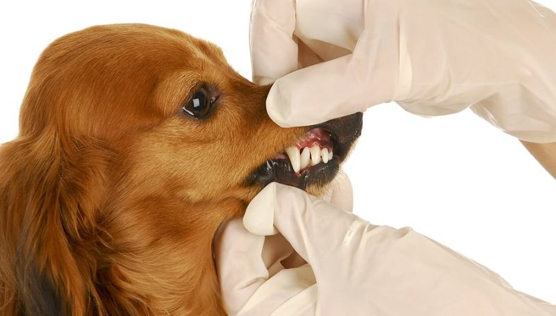Когда у собак меняются зубы