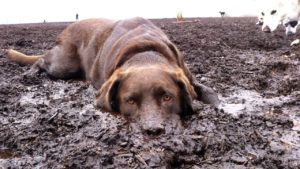 Собака в грязи
