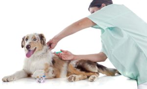 Прививка собаке во время течки