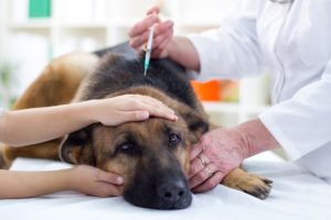 Диагностика энтерита у собак