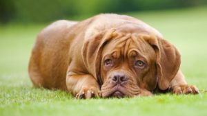 Слабость у собаки после прививки