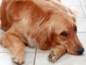 Энтероколит у собаки симптомы