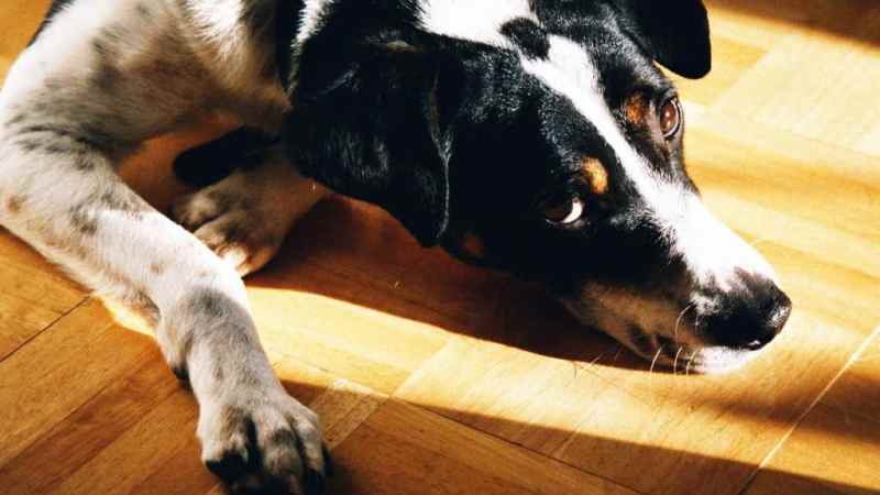 Инсульт у собаки: симптомы и лечение