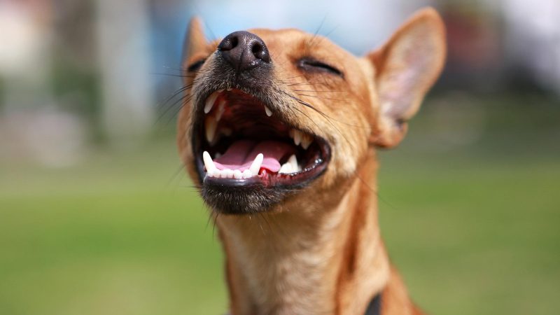 Почему у щенка выпадают зубы