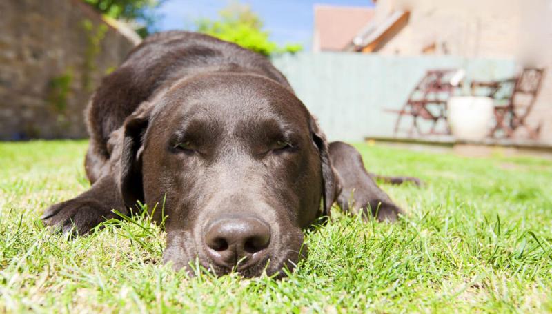 Способы заражения и методы лечения чумки у собак