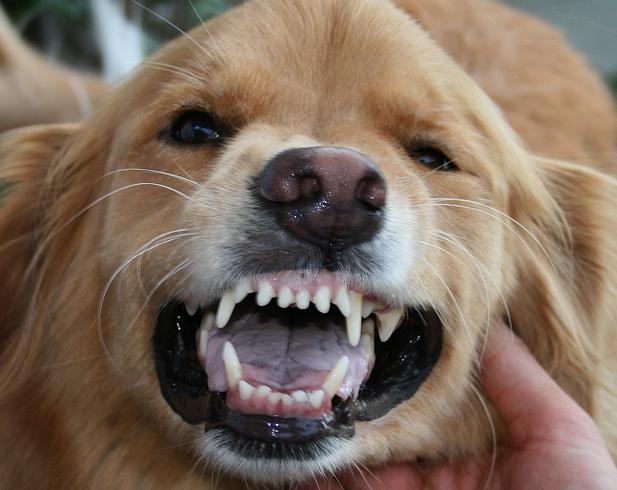 как почистить зубы собаке