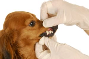 Лишние зубы у собаки