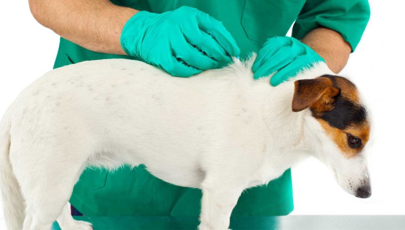 Прививка от клещей для собак достоинства и недостатки