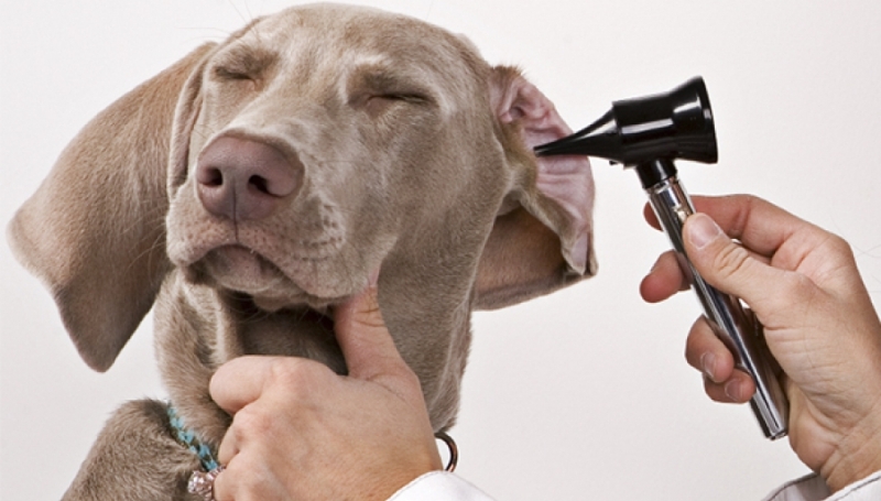 Как правильно закапать уши собаке