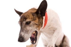 Питомниковый кашель у собаки симптомы