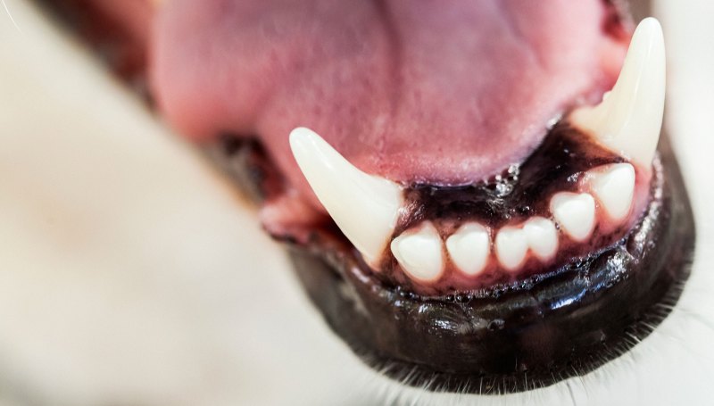 Чистка зубов от зубного камня собакам