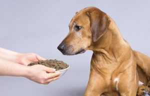 Питание собаки при аллергических реакций