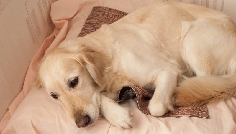 Прерывание беременности у собак