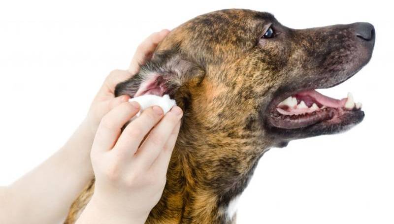 Как чистить уши собаке лосьоном