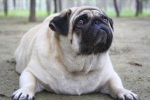 Лечение ожирения у собак
