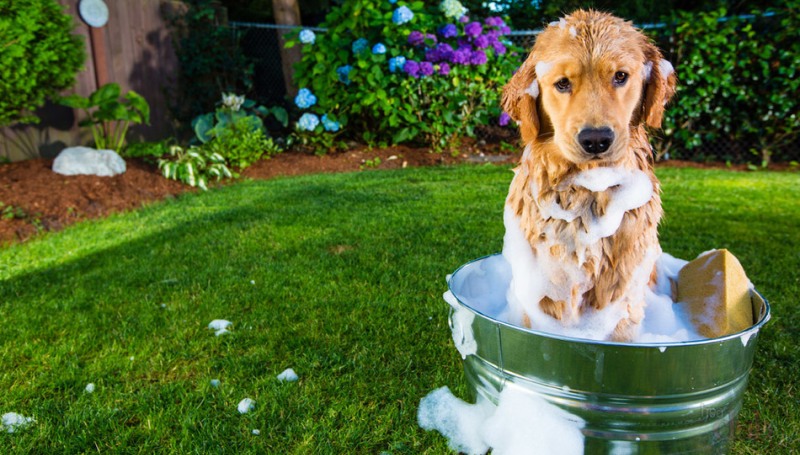 Мытье собаки в домашних условиях