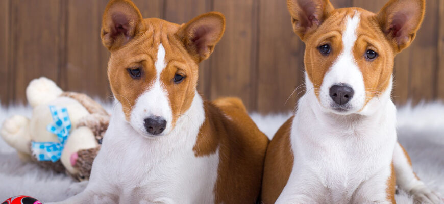 Собаки и породы фото и названия и описание внешности