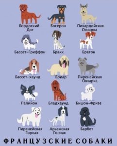 Французские породы собак 