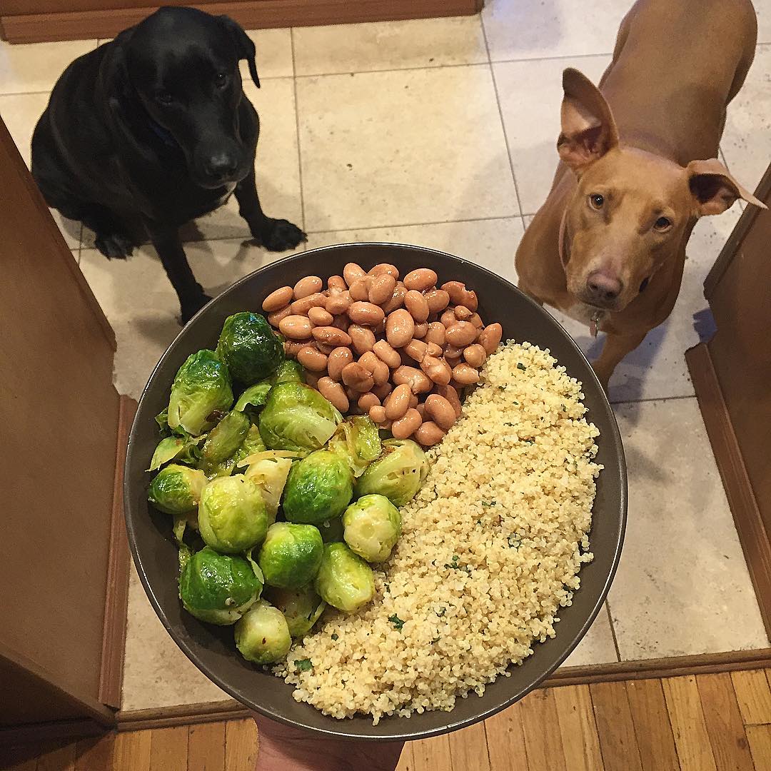 Еда для собак
